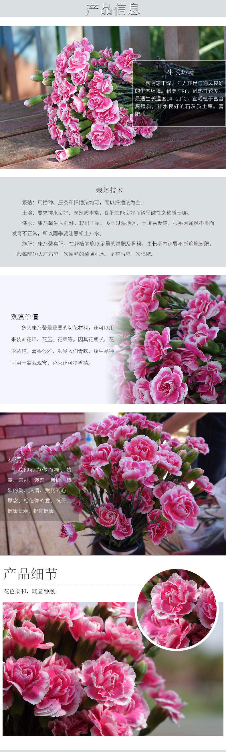 多头康乃馨 时尚太子 10支